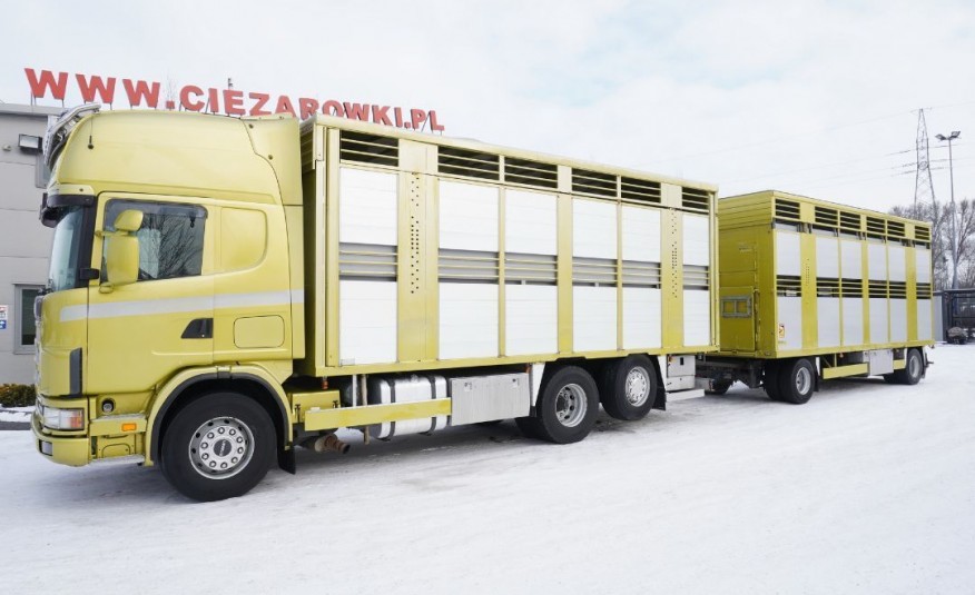 Scania R164 V8 , zestaw do przewozu żywca , Dopplestock , 2 pokłady , 70m2 , retarder .2 łóżka , podwójna obsada , przewóz bydła , żywca , świń , krów , zwierząt , bydła , cieląt , świ zdjęcie 